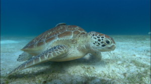 Green Sea Turtle feeding on Seagrass CT_2